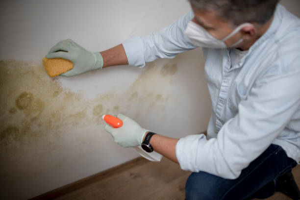 Reliable Vancouver, WA Mold Removal Solutions