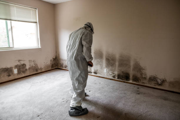 Office Mold Removal Services in Vancouver, WA